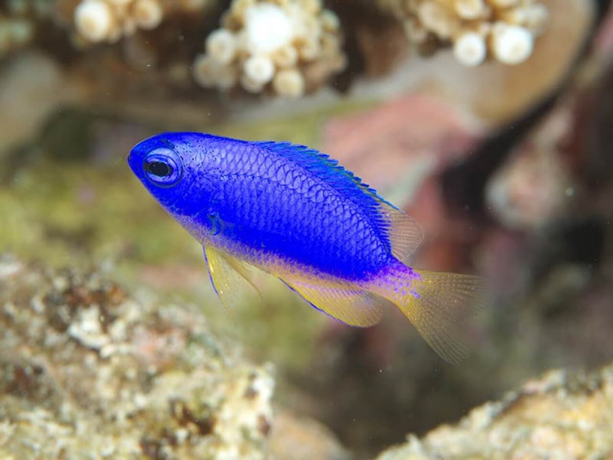 Okinawa Miyakojima Undersea Park