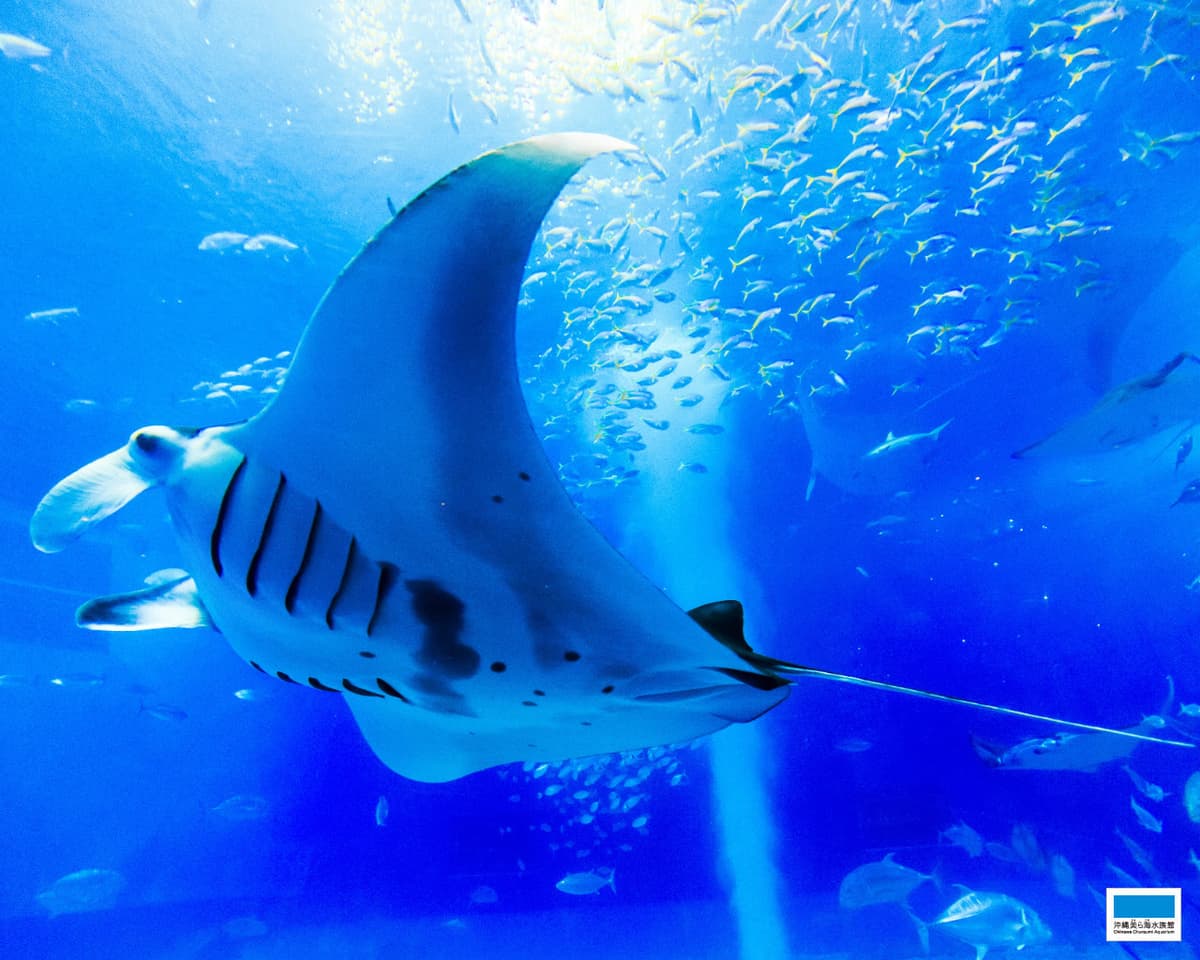 Okinawa Churaumi Aquarium