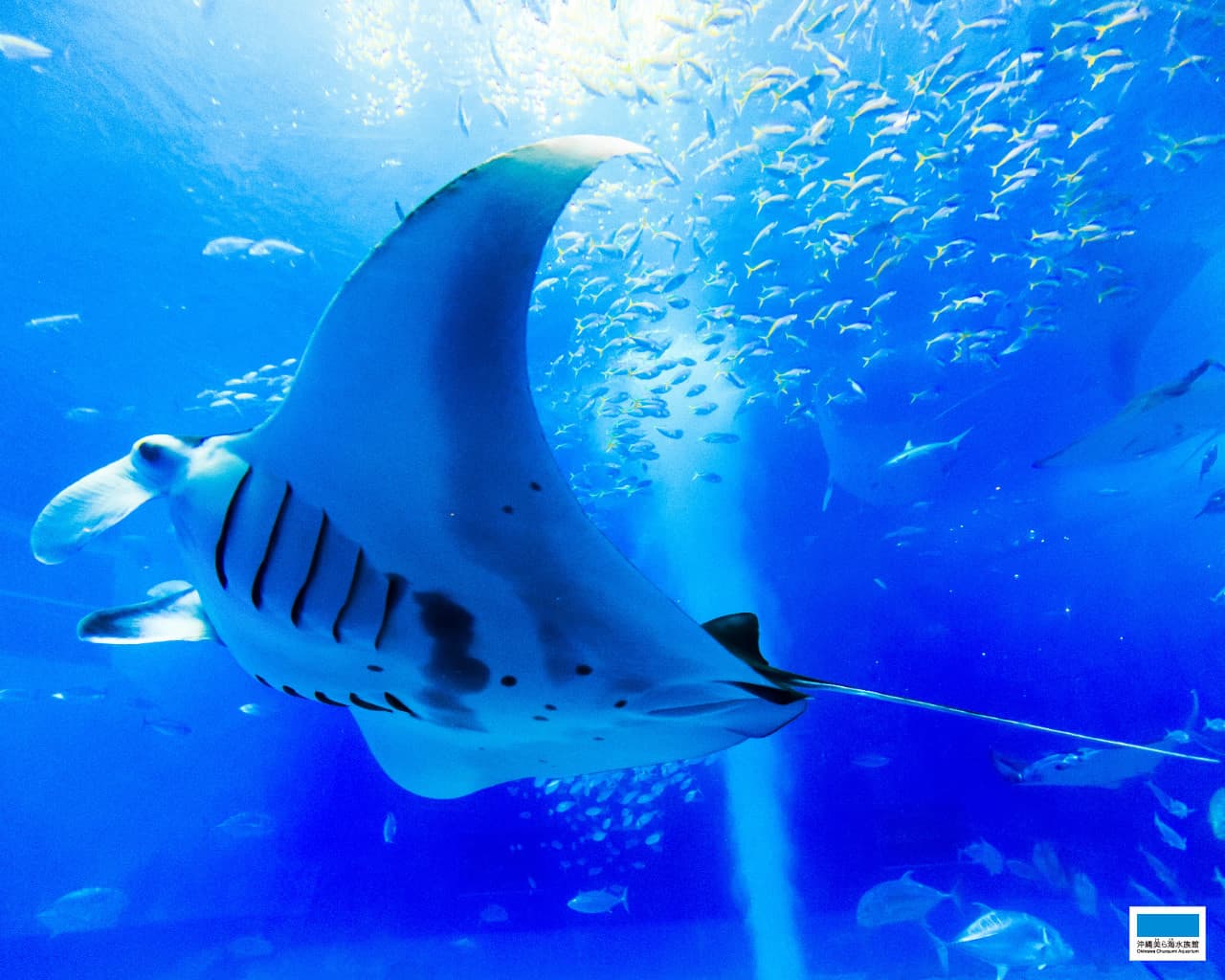 Okinawa Churaumi Aquarium