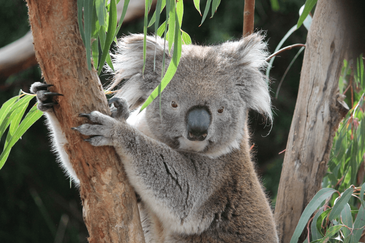 Moonlit Sanctuary Wildlife Conservation Park Ticket – photo 14