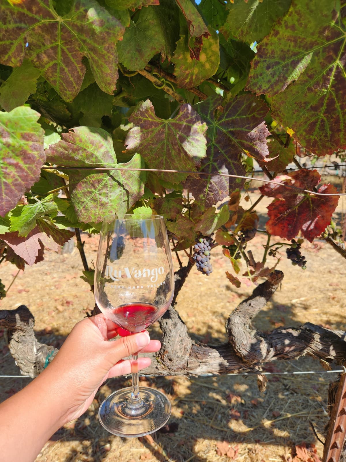 Napa and Sonoma Valley Wine Tasting Tour from San Francisco