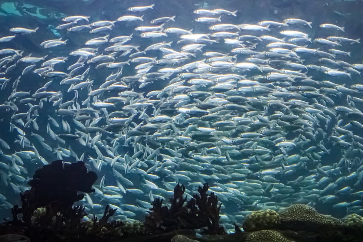The Florida Aquarium Ticket