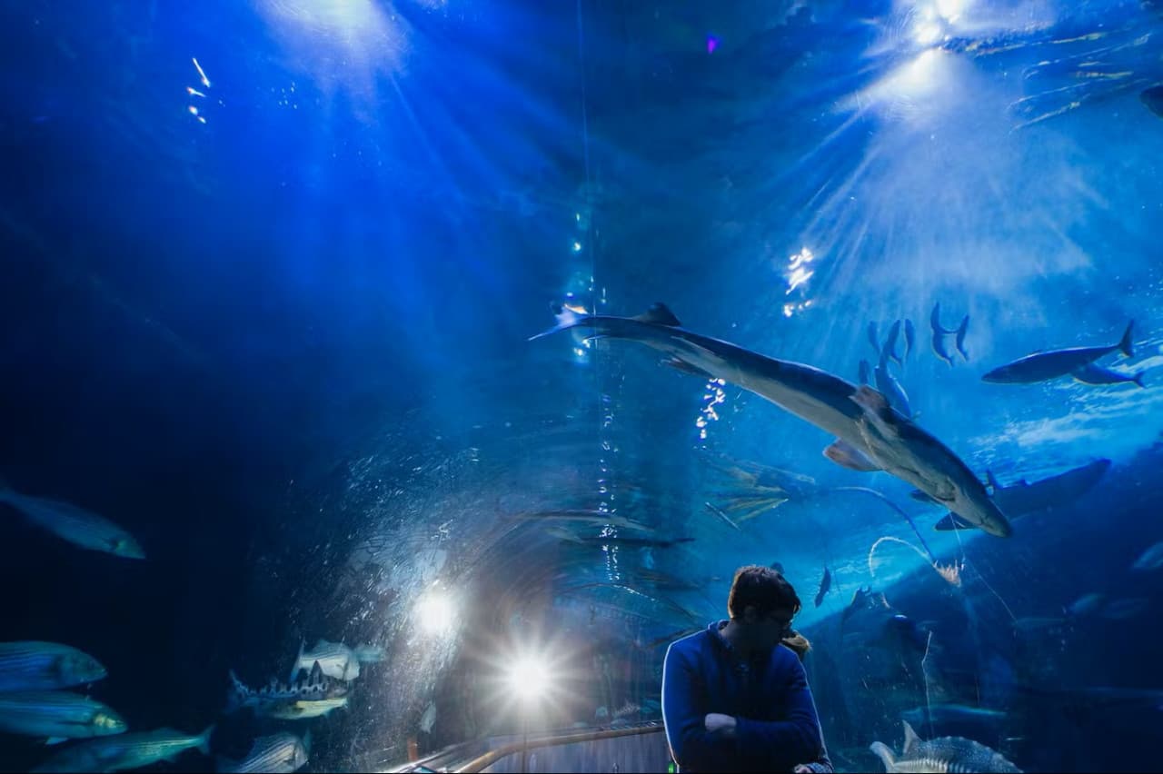 Aquarium of the Bay Ticket – photo 5