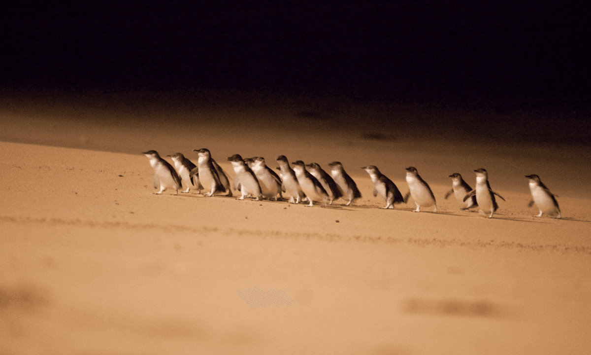 Melbourne City Discovery Tour with Penguin Parade