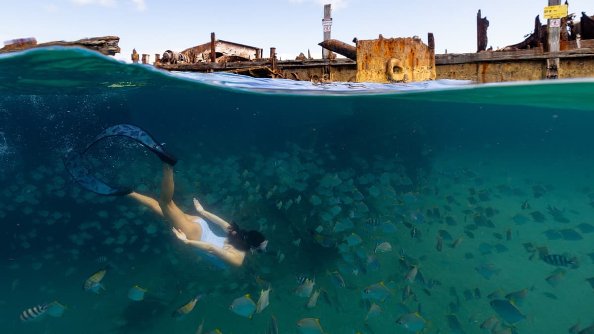 Tangalooma Wrecks & Dolphin Cruise Optional Round transfer from Brisbane City and Gold Coast