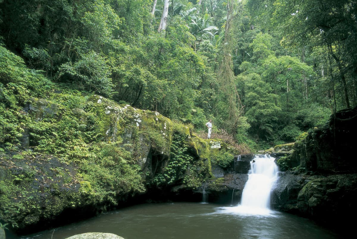 Full day Springbrook and Tamborine Rainforest Tour