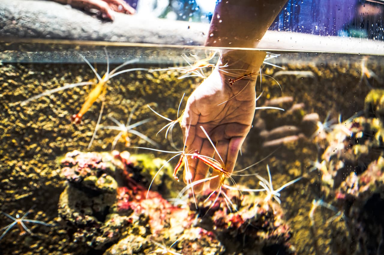 Singapore Oceanarium Ticket