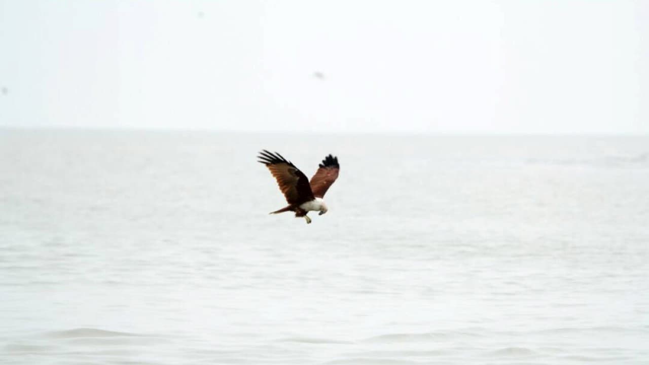 Eagle Watching Experience in Kuala Selangor