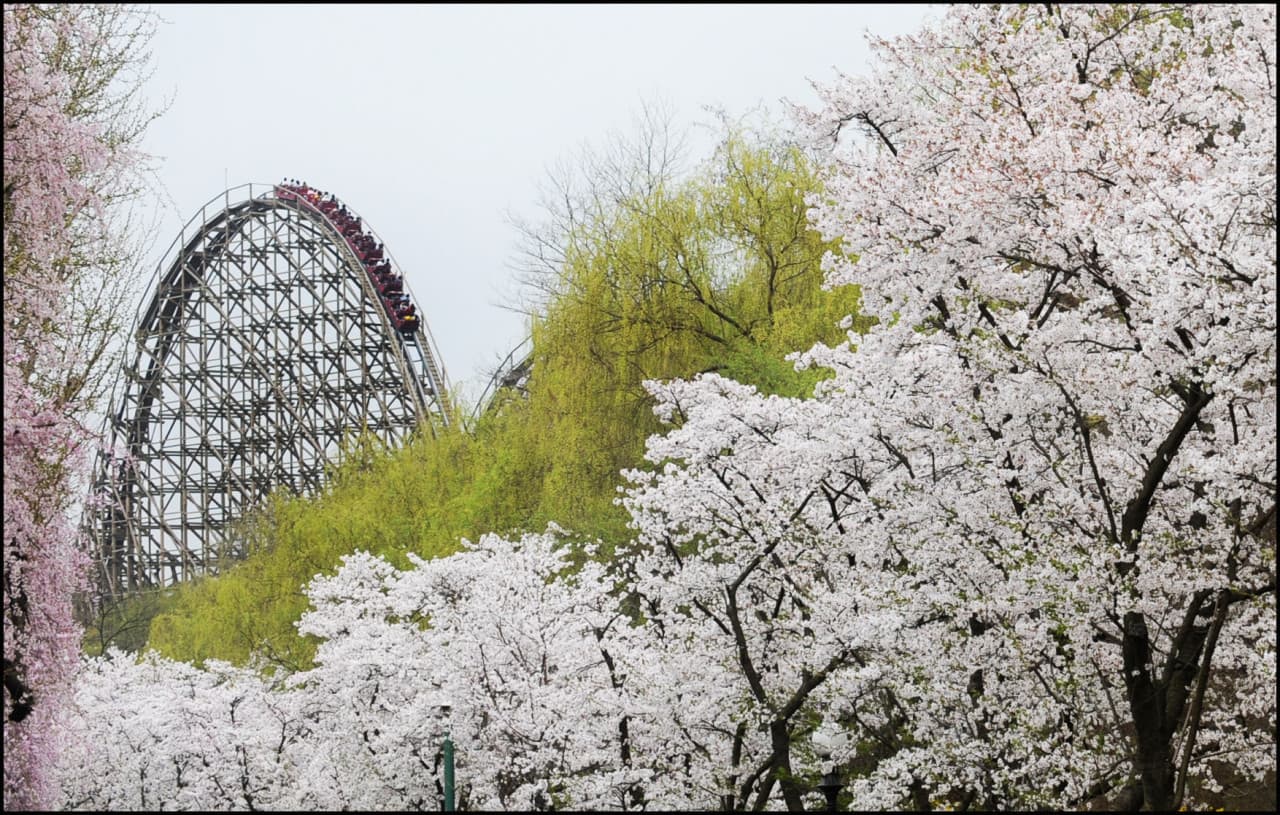 Everland Theme Park Ticket – photo 20