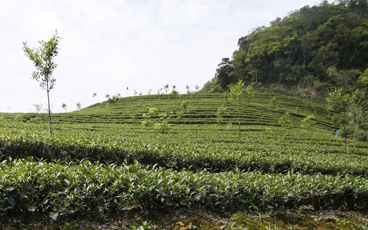 Thousand Island Lake and Pinglin Tea Plantation Tour