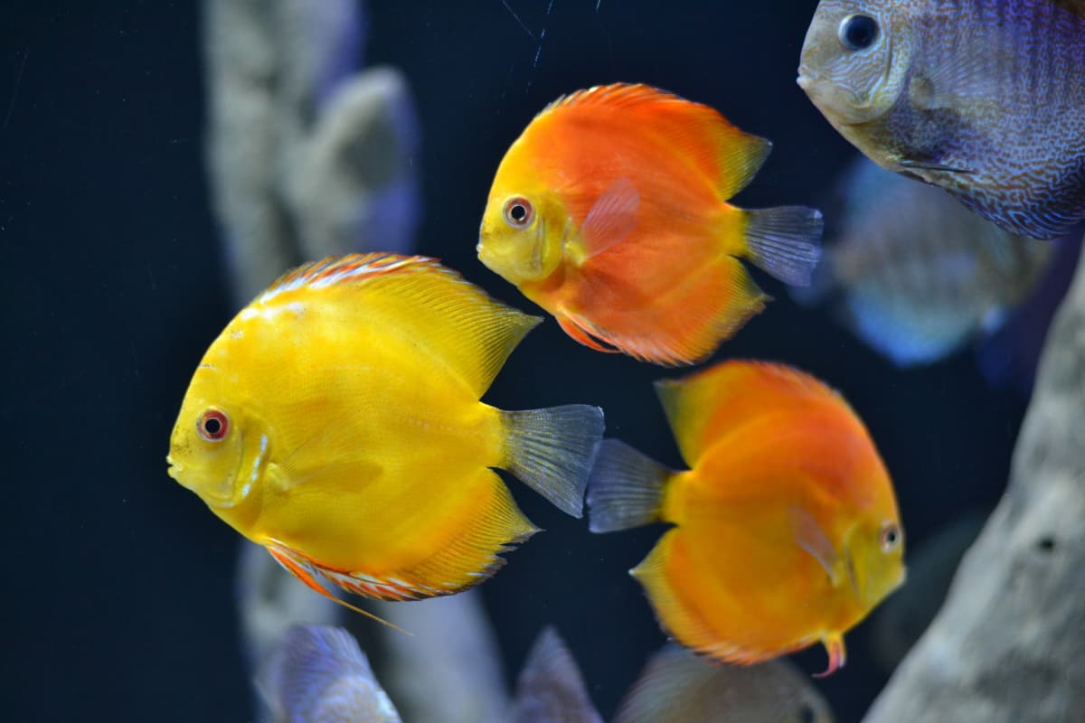 Chiang Mai Zoo Aquarium