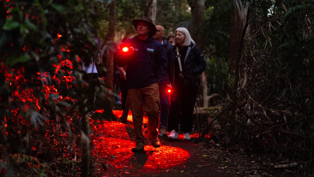 Guided Evening Rainforest Walk and Glow Worms Experience from Gold Coast – photo 2