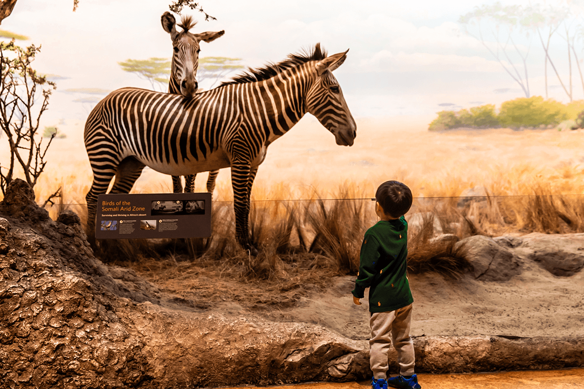 California Academy of Sciences Ticket