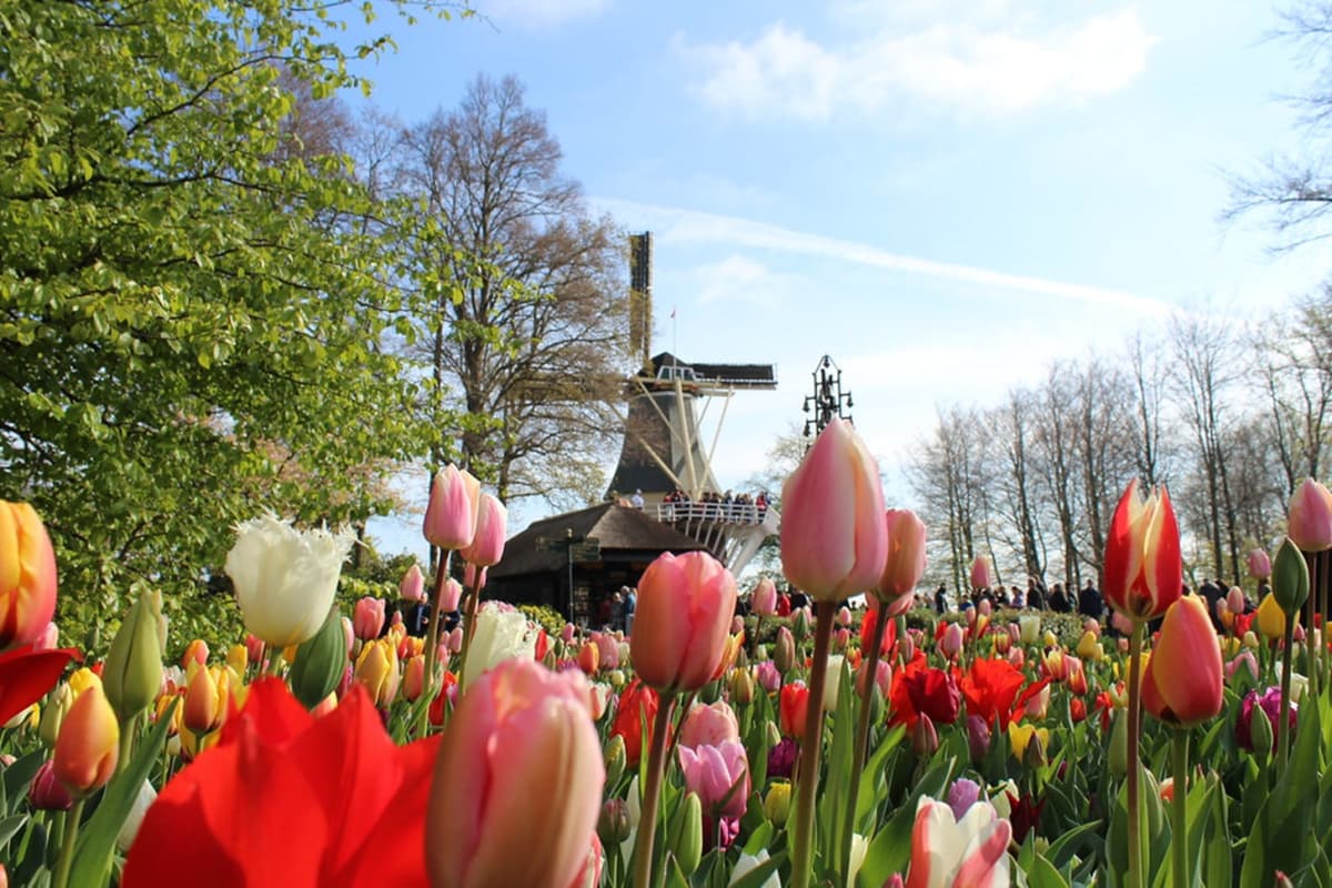 Keukenhof Gardens Ticket with Round Trip Bus Transfer from Amsterdam