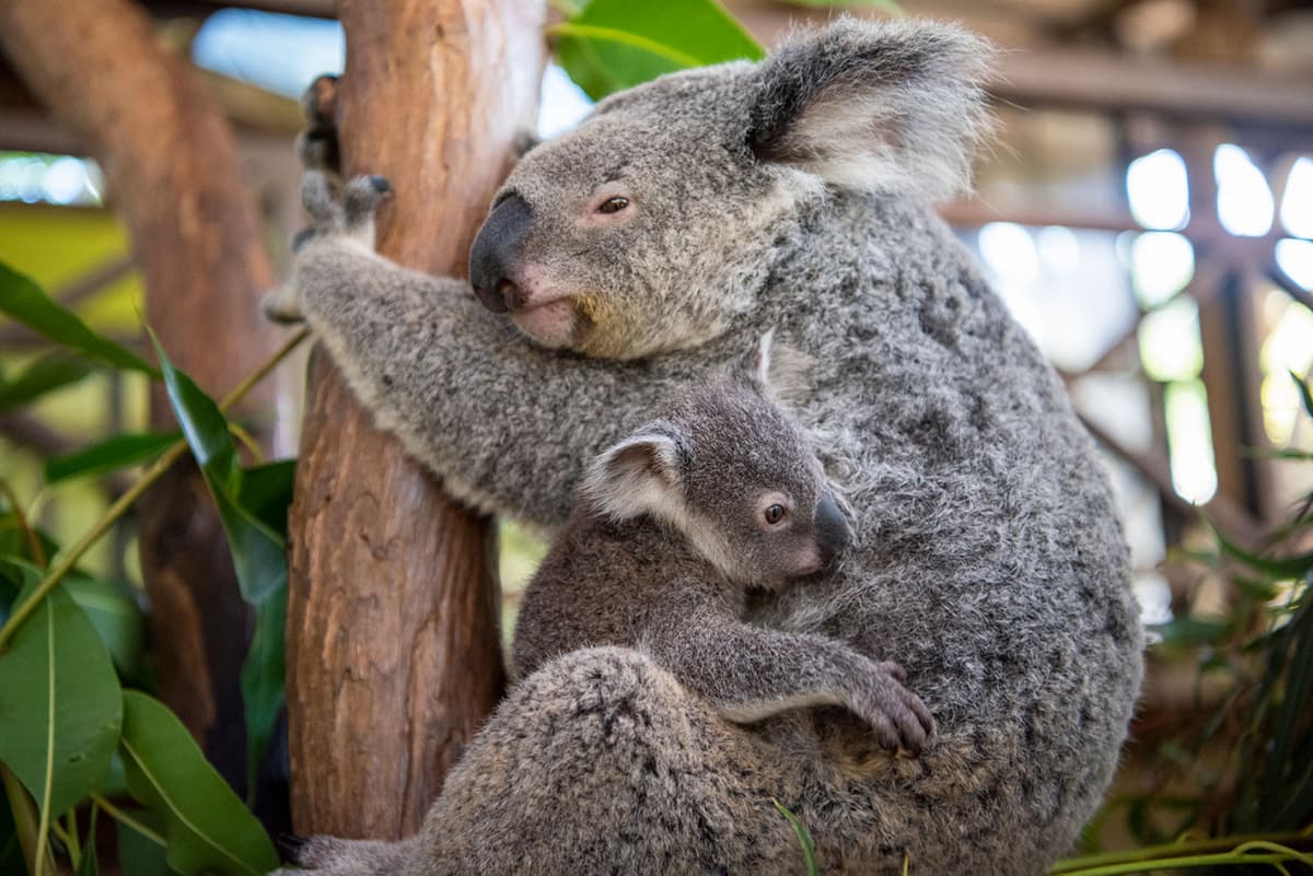 Kuranda Rainforestation Nature Park Full-Day Tour from Cairns with Skyrail Rainforest Cableway