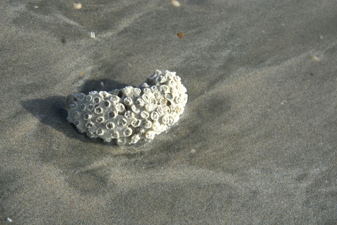 Desaru Beach and Tide Pool Walk – photo 21