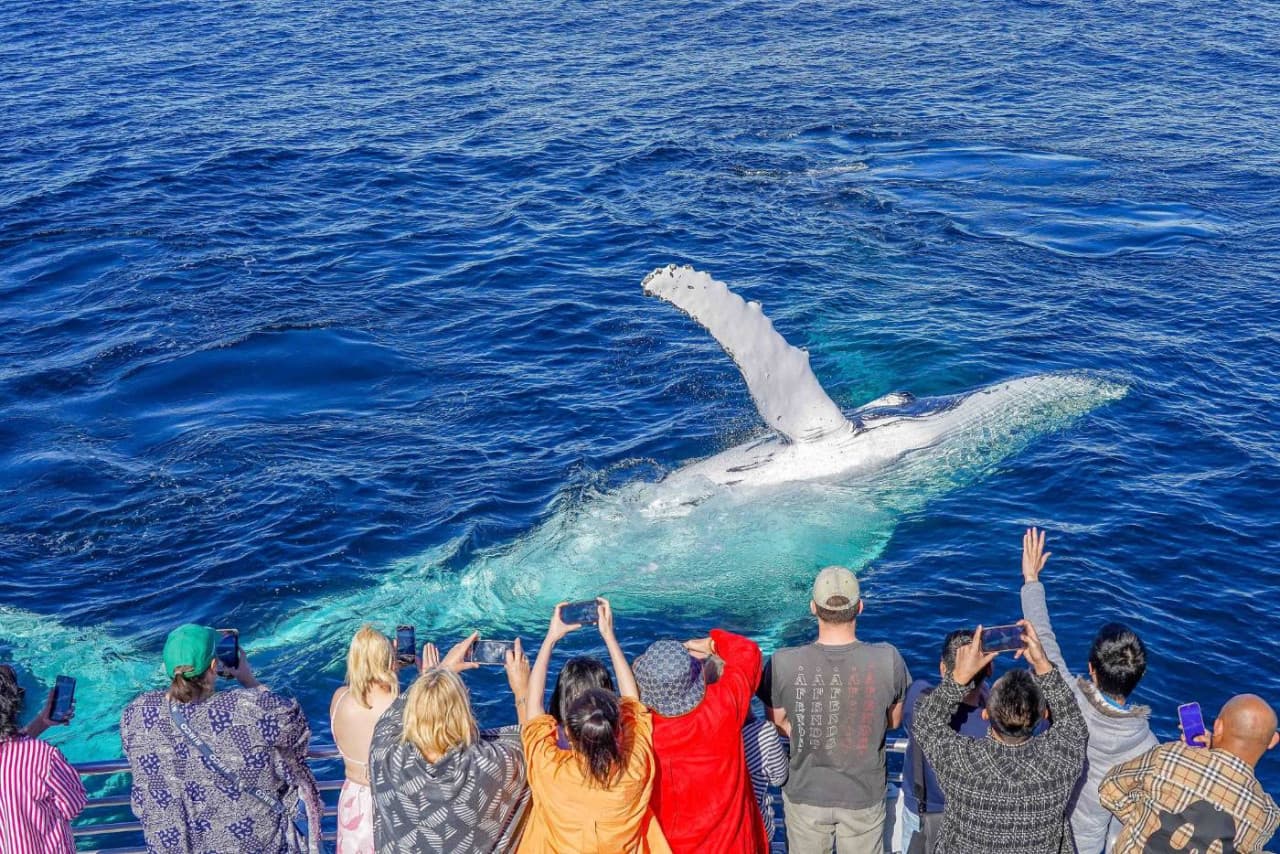 Gold Coast Whale Watching Cruise aboard Sea World Cruises – photo 4