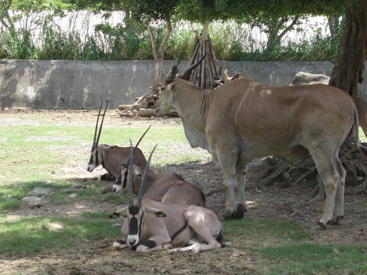 Taipei Zoo – photo 3