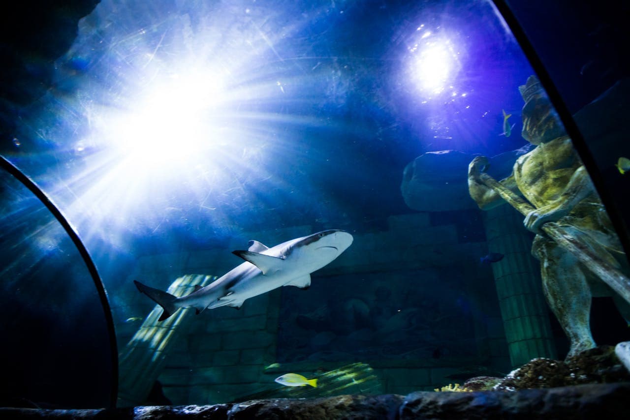 SEA LIFE Porto Ticket – photo 5