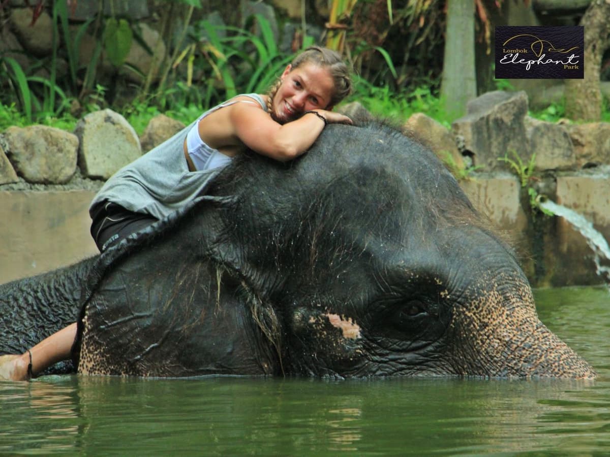 Lombok Wildlife Park Elephant Bath Experience