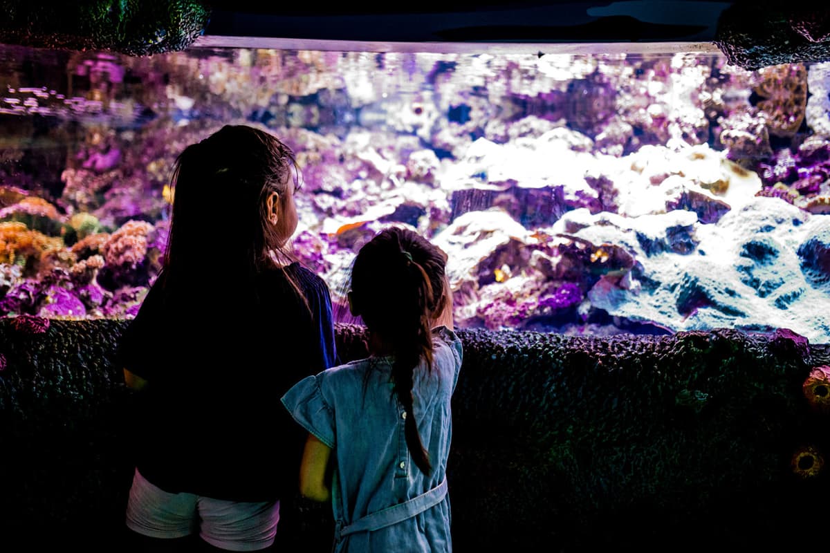 SEA LIFE Sydney Aquarium Direct Entry Ticket