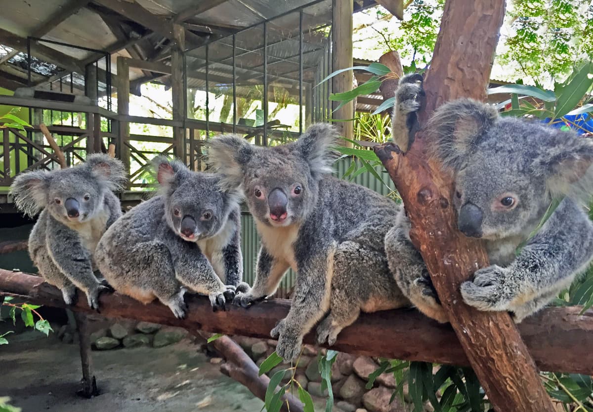 Full-Day Kuranda Tour with Skyrail Cableway, Scenic Railway and Rainforestation