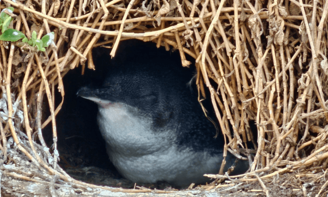 Penguins Express Tour from Melbourne – photo 13