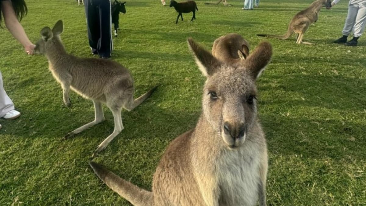 Port Stephens Tour with 4WD Ride and Sandboarding from Sydney