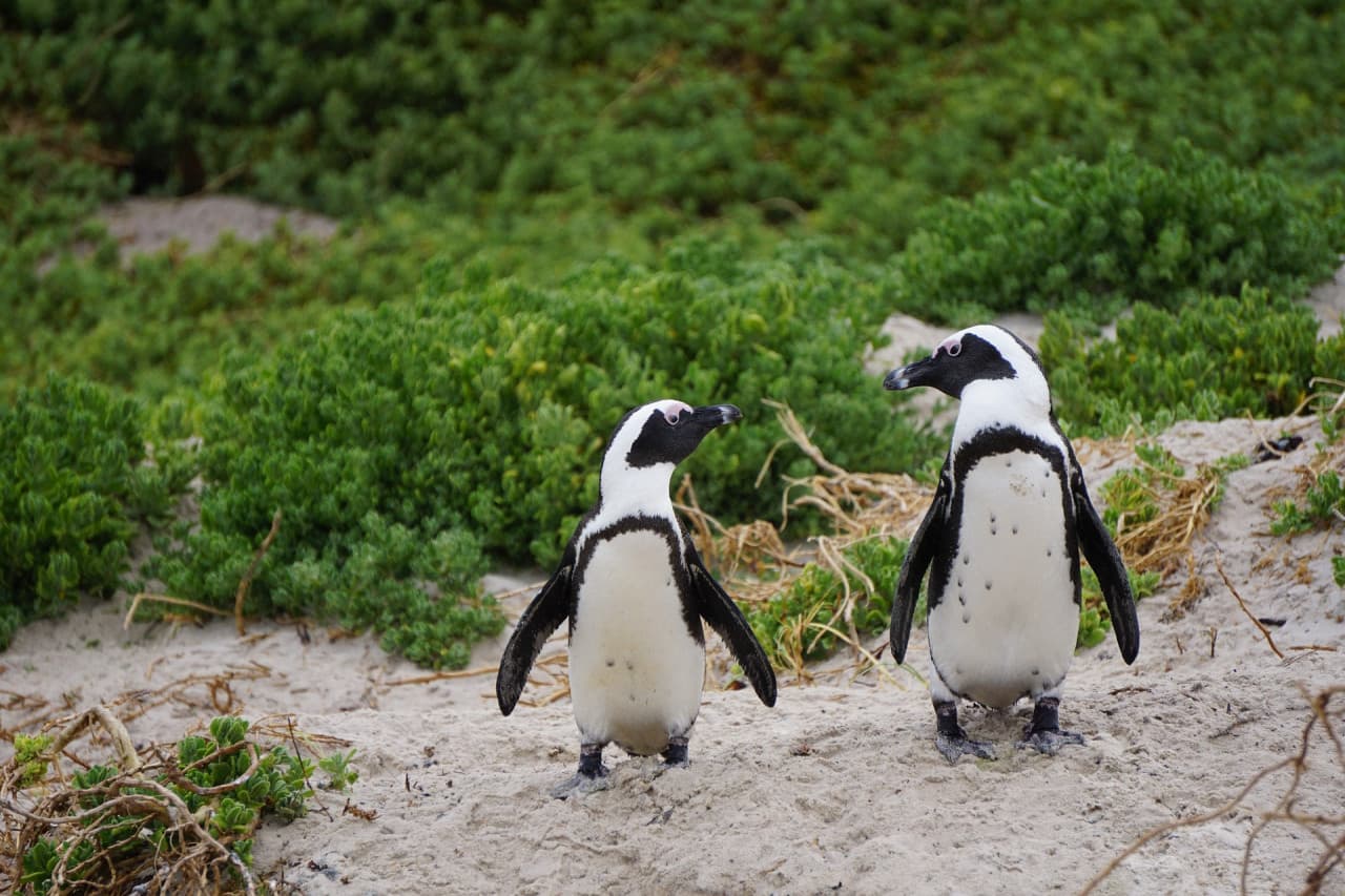 Phillip Island Nature Parks - Penguin Parade Ticket – photo 4