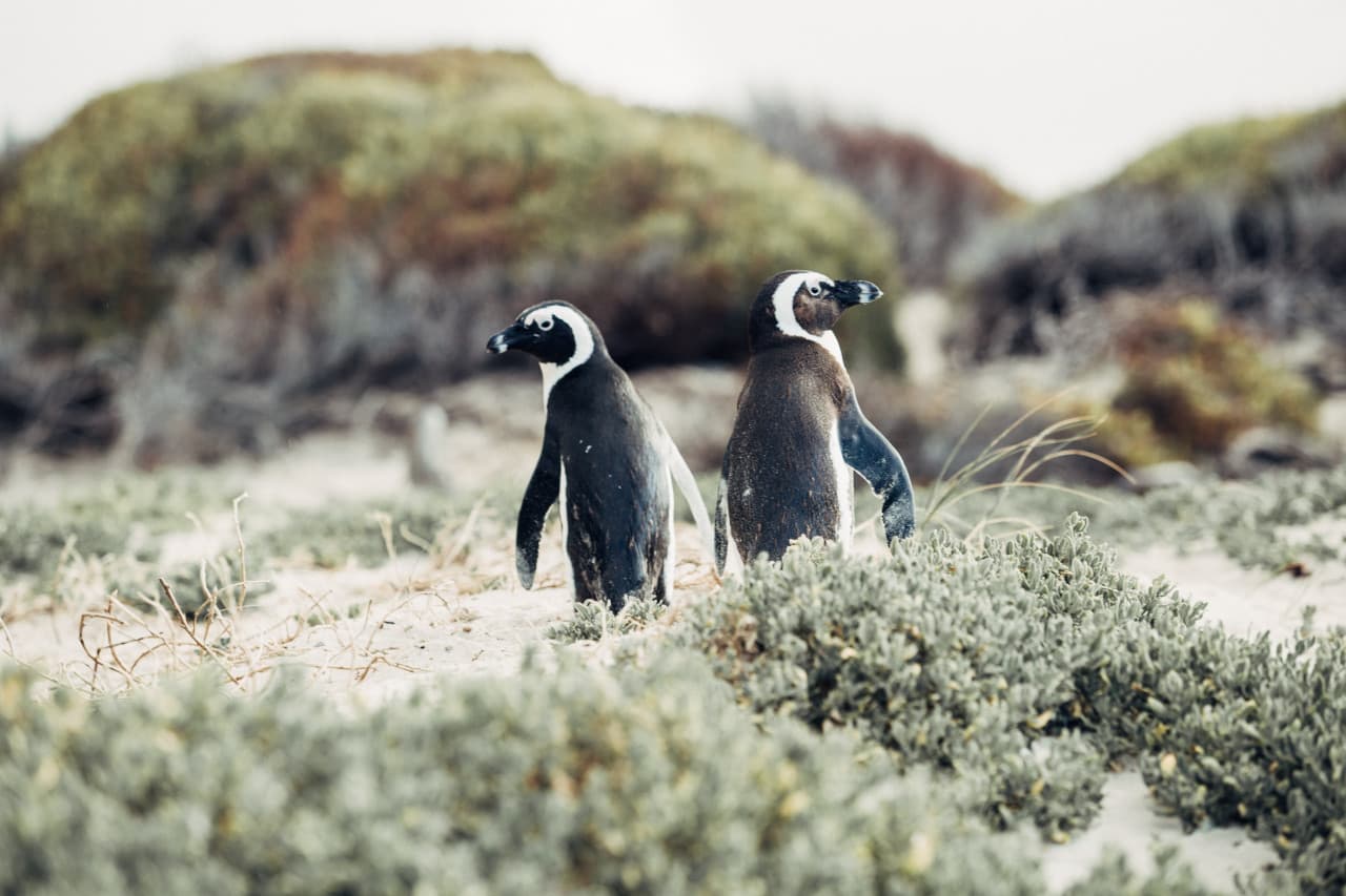 Phillip Island Nature Parks - Penguin Parade Ticket – photo 5