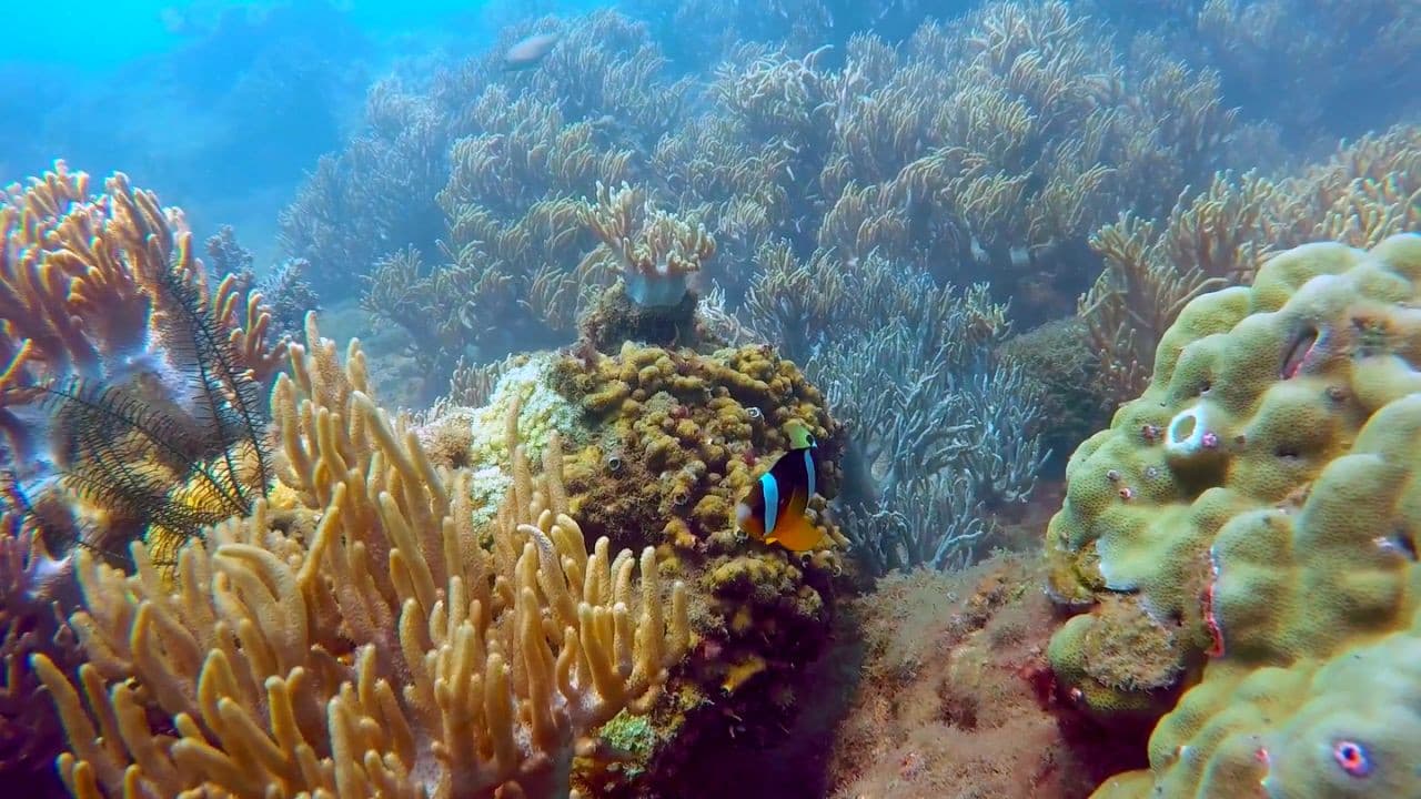 Cham Islands Underwater Walking and Snorkelling Half-Day Tour from Da Nang – photo 8