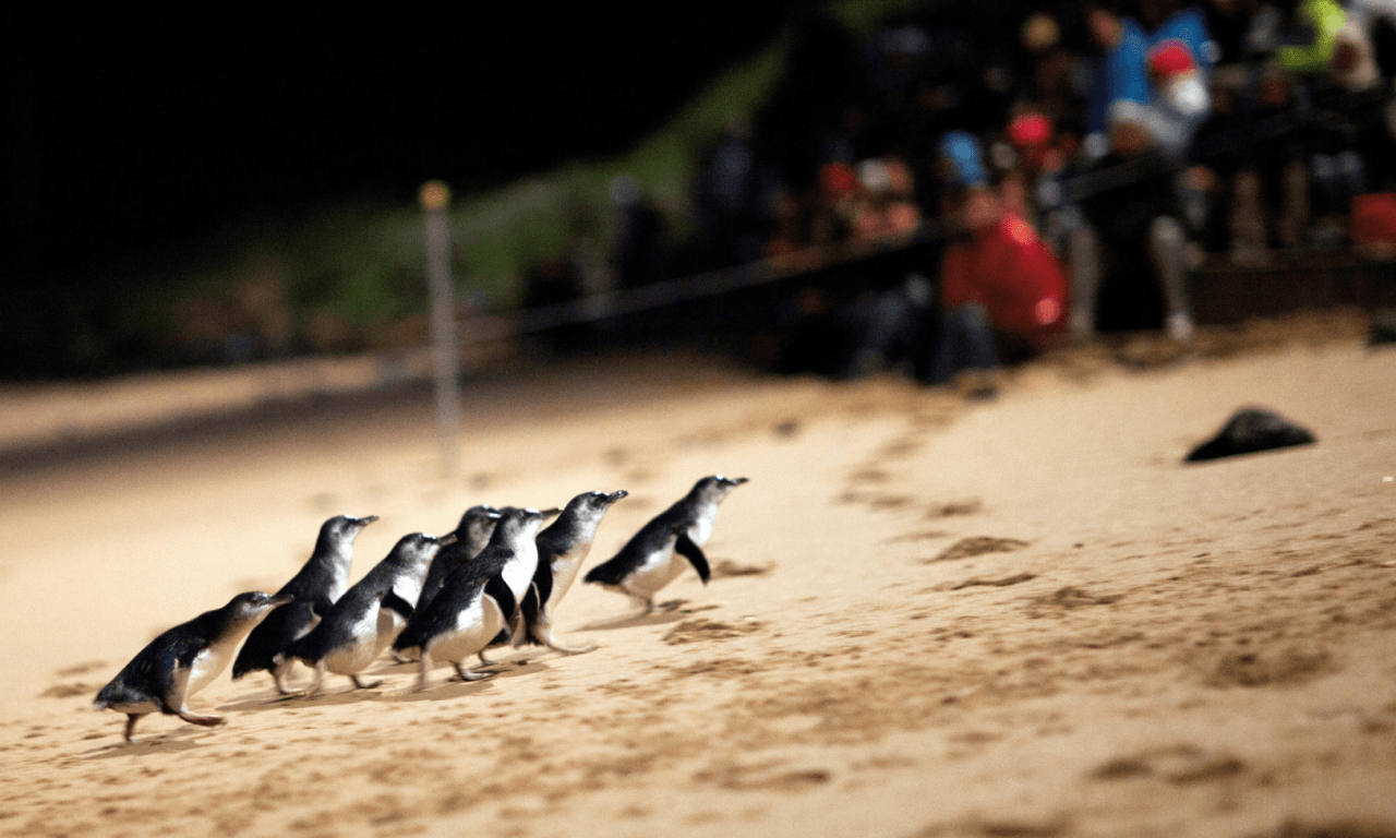 Penguins Express Tour from Melbourne – photo 5