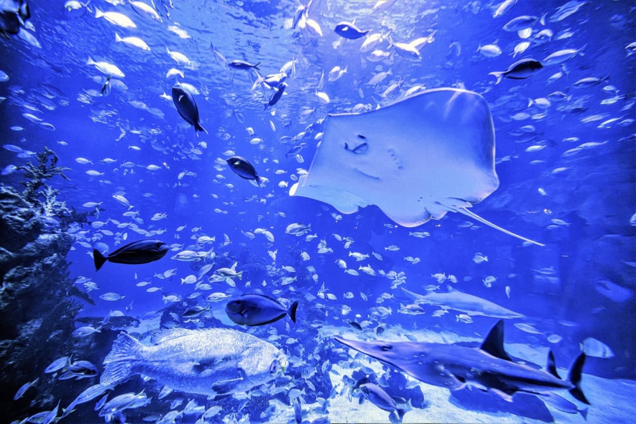Aquaria Phuket – photo 23