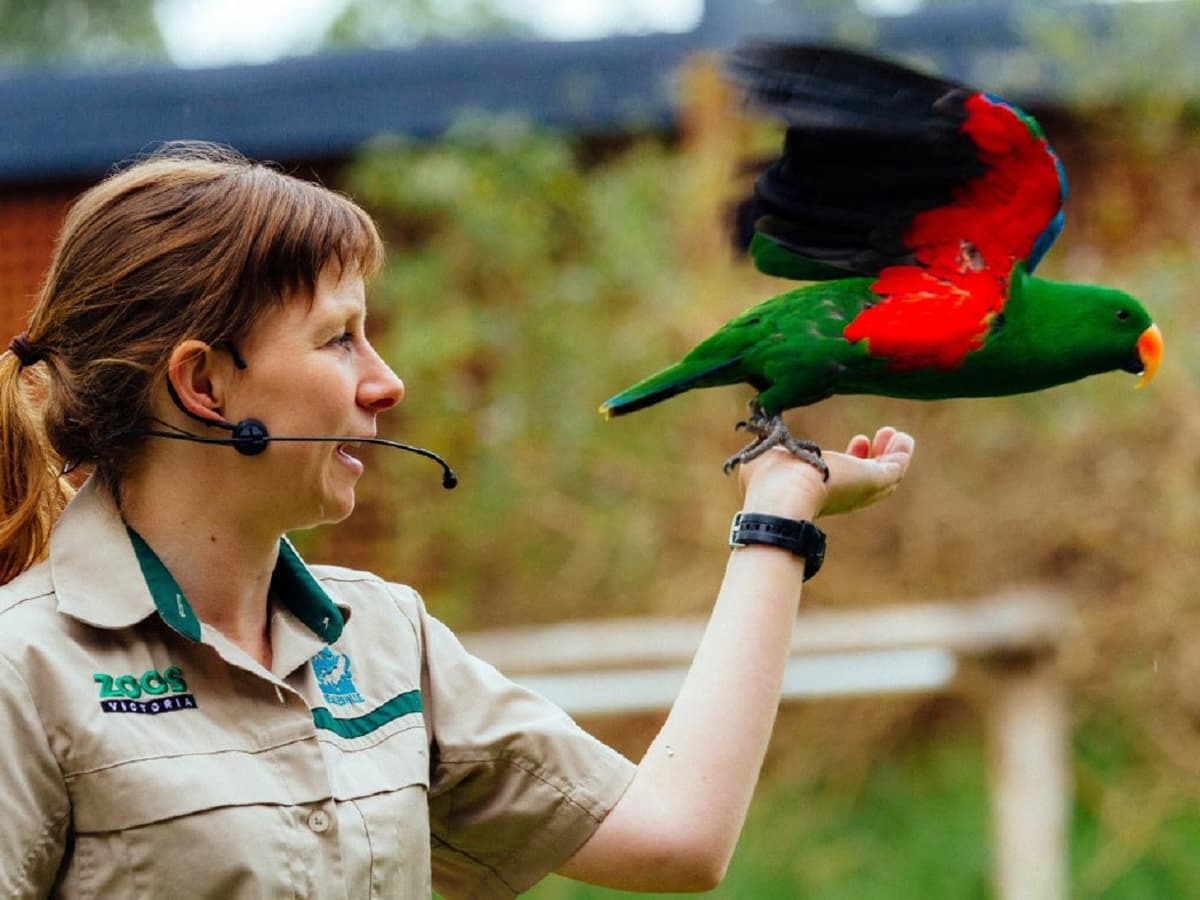 Puffing Billy and Healesville Sanctuary Tour