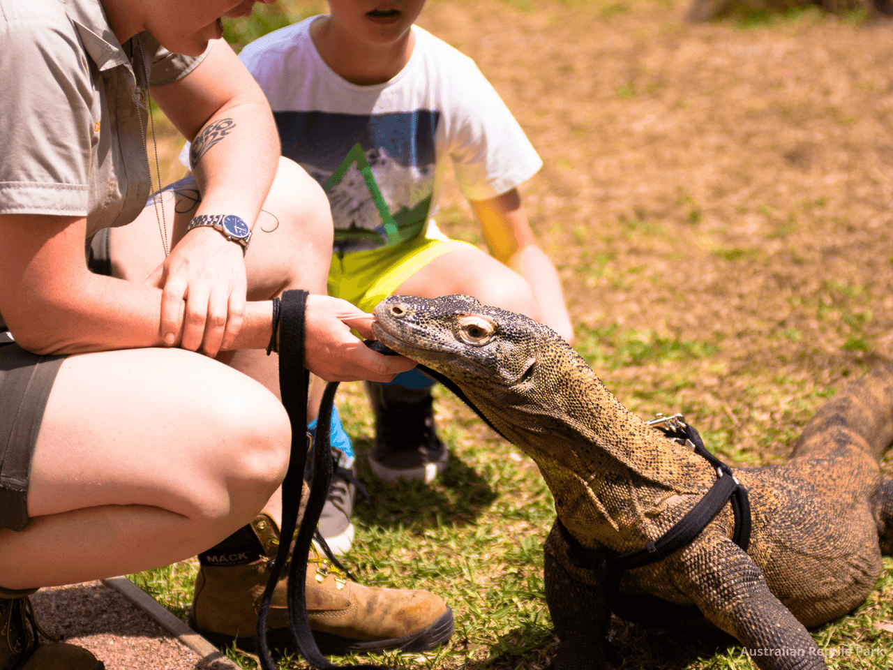 Australian Reptile Park – photo 29