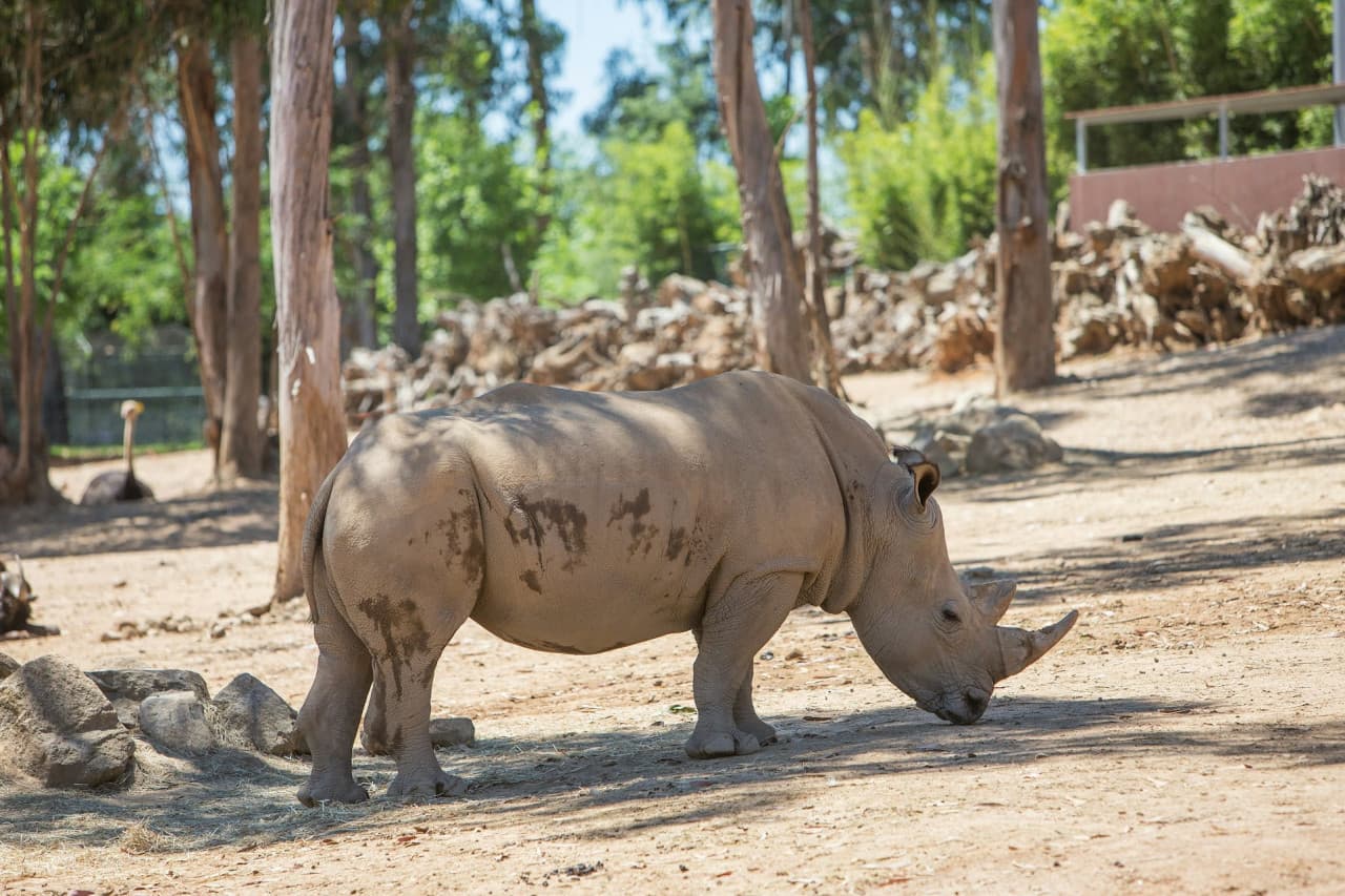 Zoo Santo Inácio Ticket – photo 2
