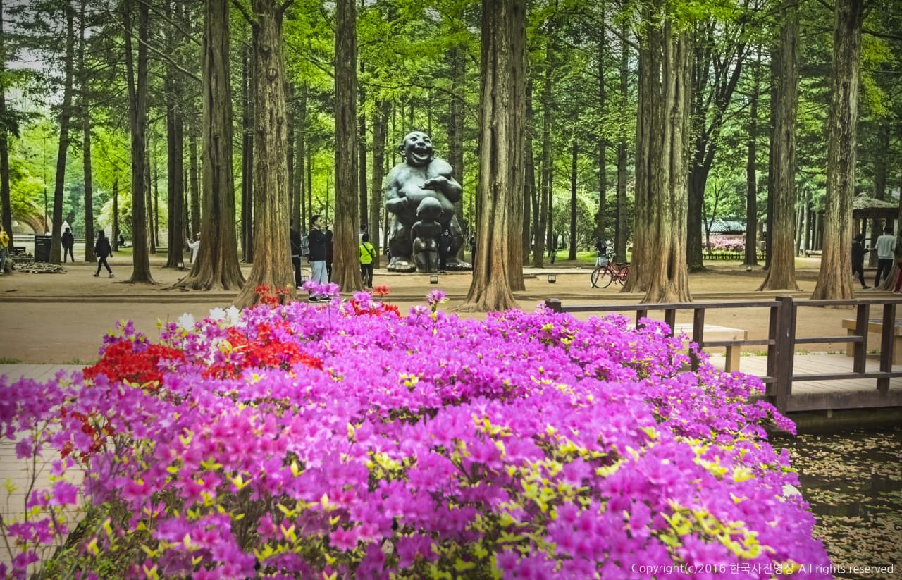 Nami Island, Petite France, Italian Village, and Garden of Morning Calm Tour from Seoul – photo 6