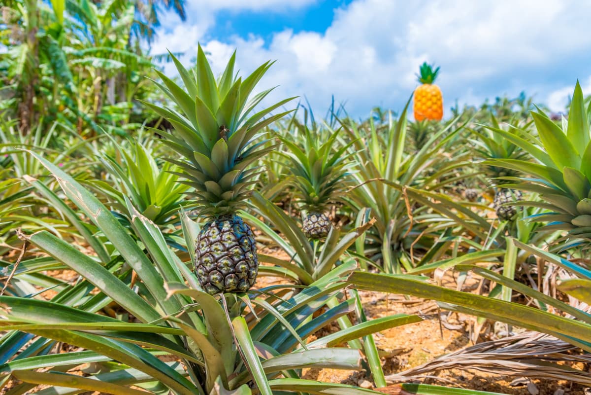 Okinawa Nago Pineapple Park