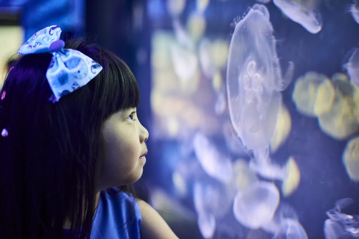 SEA LIFE Melbourne Aquarium Direct Entry Ticket