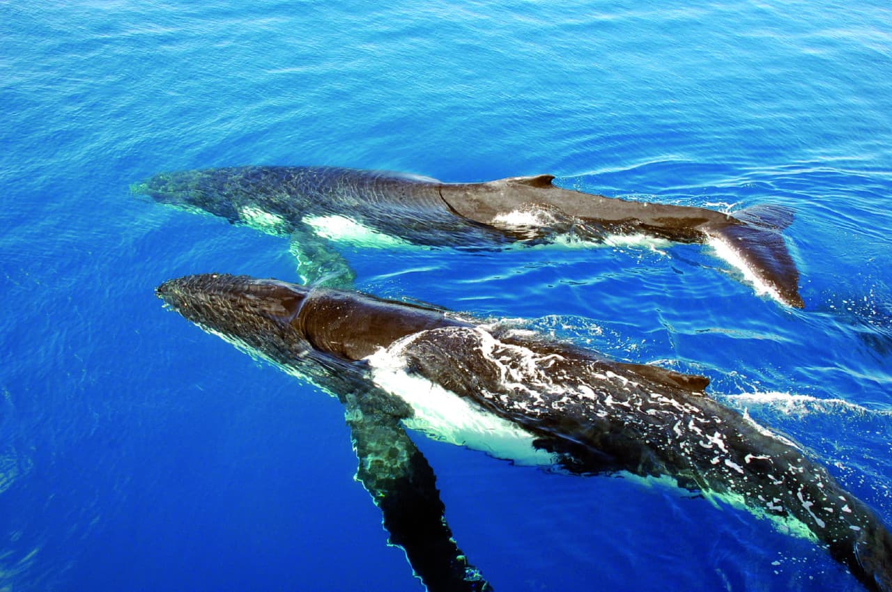 Sydney Whale Watching Cruise – photo 6
