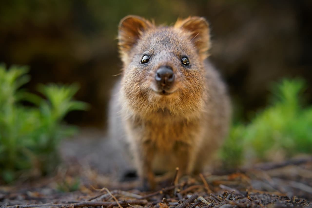 Currumbin Wildlife Sanctuary Ticket – photo 5