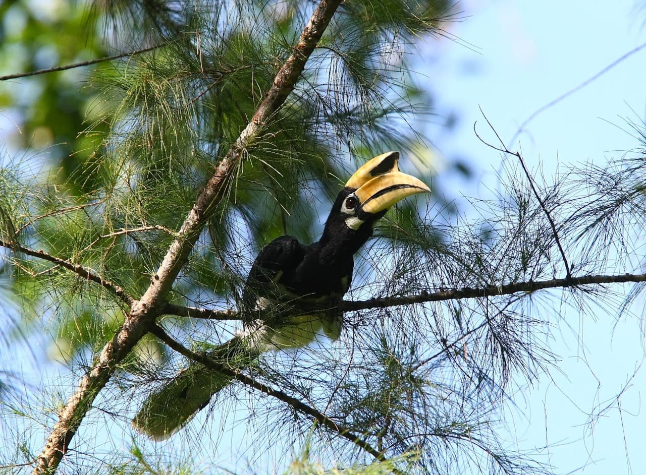 Langkawi Birdwatching Experience with Round Trip Transfer – photo 2