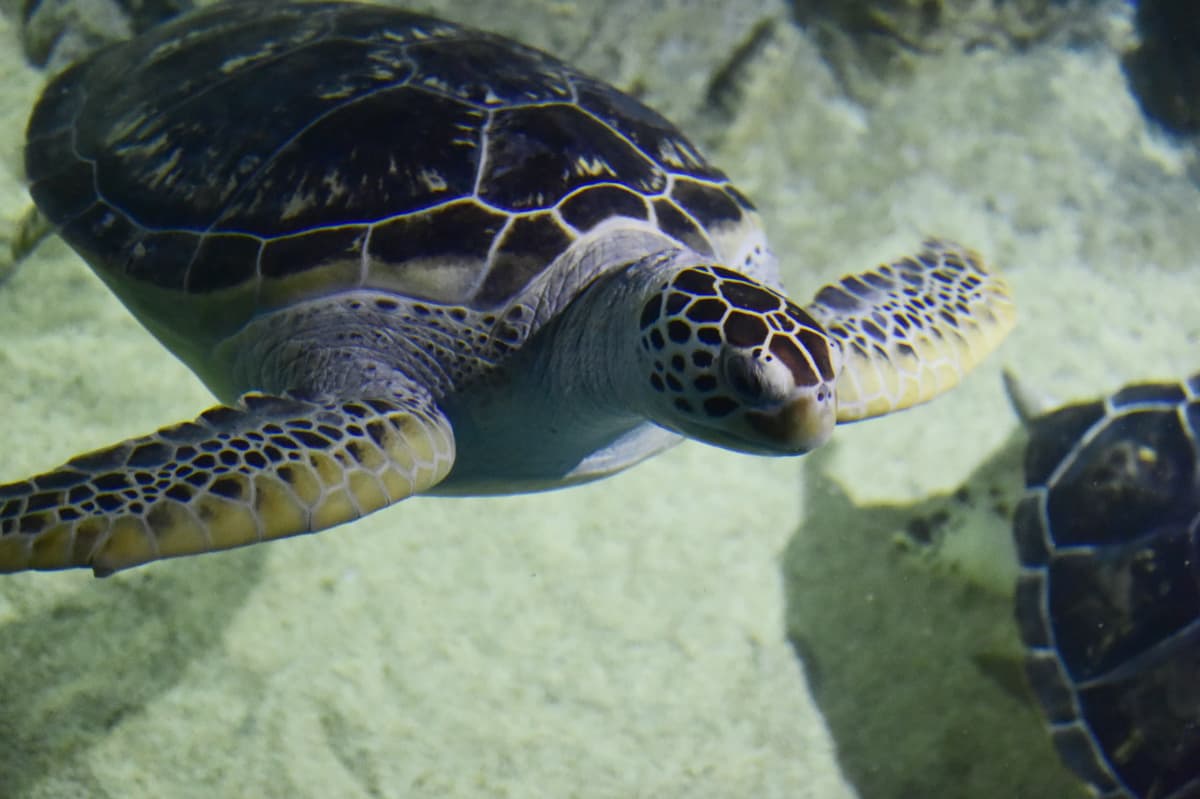 Chiang Mai Zoo Aquarium
