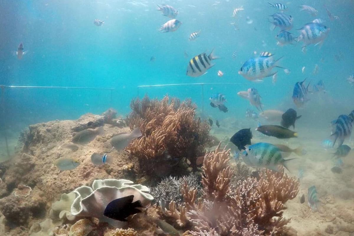 Cham Islands Underwater Walking and Snorkelling Half-Day Tour from Da Nang