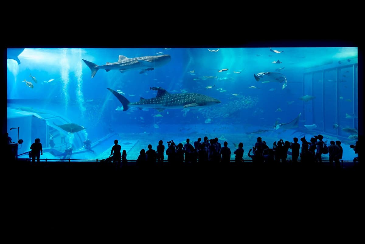 Okinawa Churaumi Aquarium