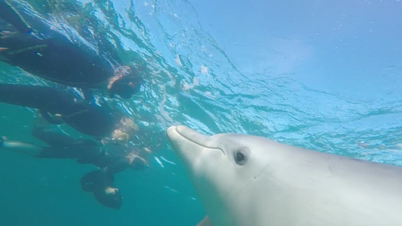 Swim with Wild Dolphins Experience at Rockingham – photo 2