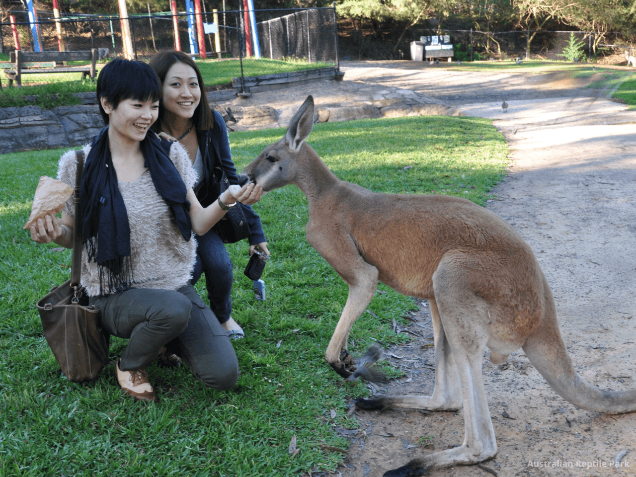 Australian Reptile Park – photo 14