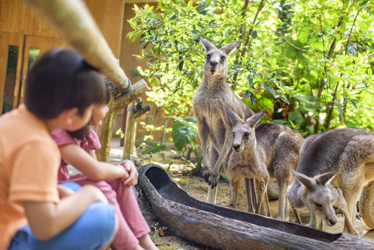 COMBO: Singapore Zoo + River Wonders Ticket – photo 3