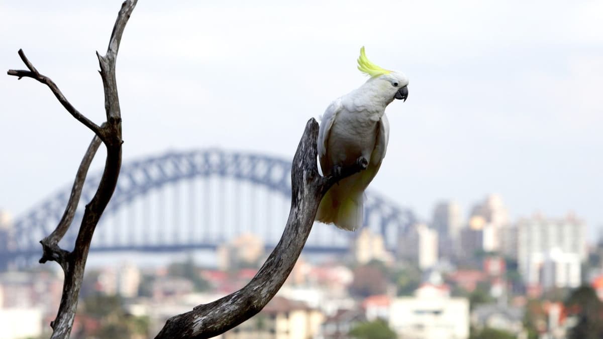 Taronga Zoo Ticket with Optional Round Trip Ferry