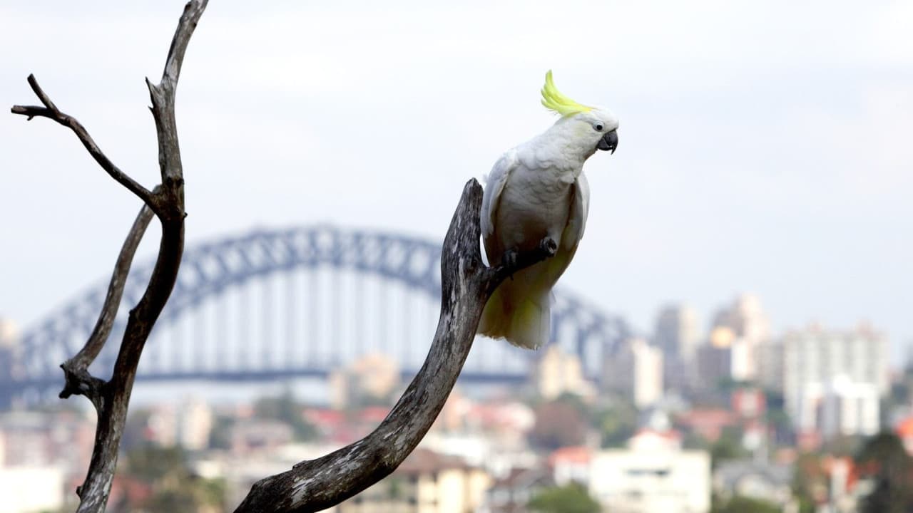 Taronga Zoo Ticket with Optional Round Trip Ferry